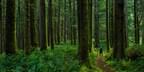 Hiker Admiring Ancient Trees Rainy Forest ESG